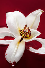 Hypnotic Poison Eau de Toilette 100 ML PERFUME
